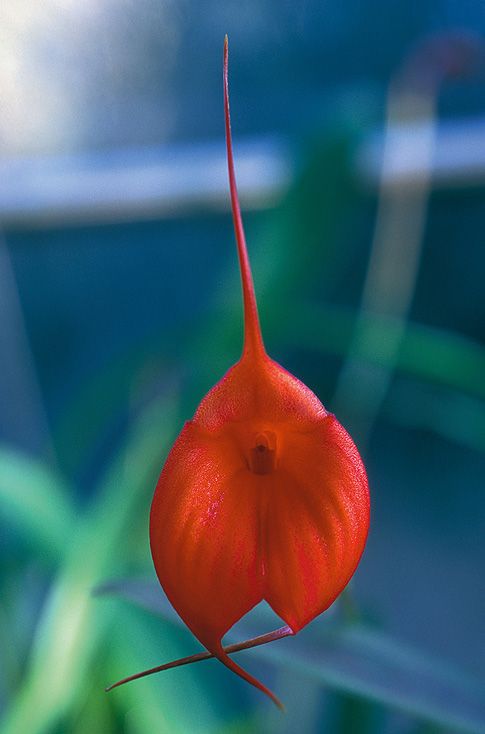 Image of Releasing Karmic Patterns orchidea eszencia