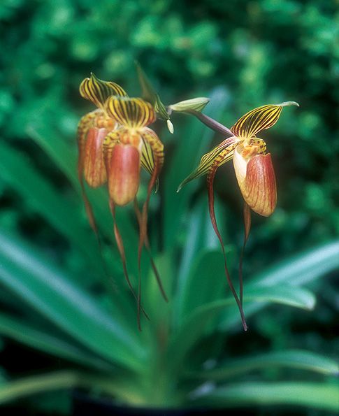 Image of Serendipity orchidea eszencia