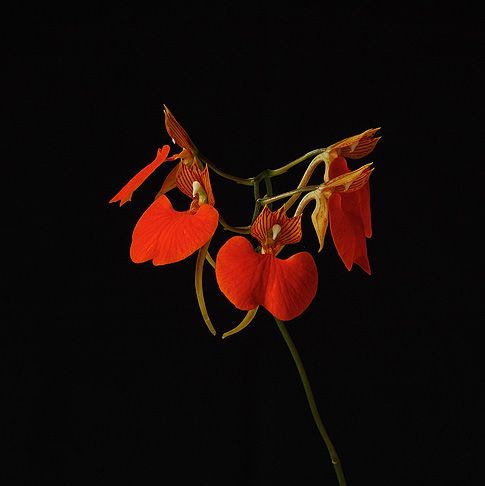 Image of Serene Overview (Devata) orchidea eszencia
