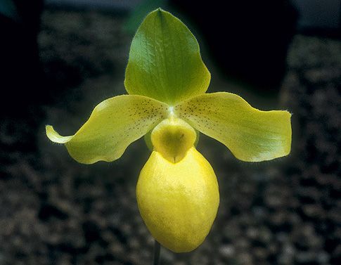 Image of Settling with a Smile orchidea eszencia