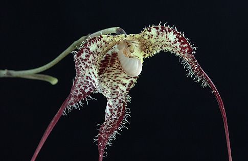 Image of Shadow Facing orchidea eszencia