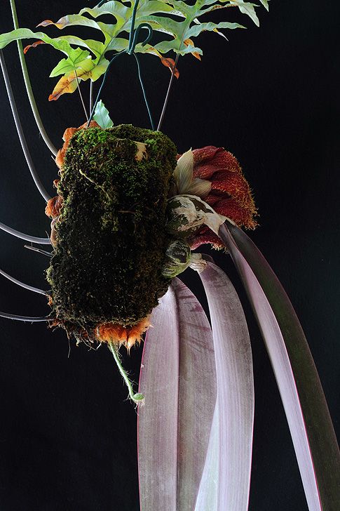 Image of Shadow Warrior orchidea eszencia