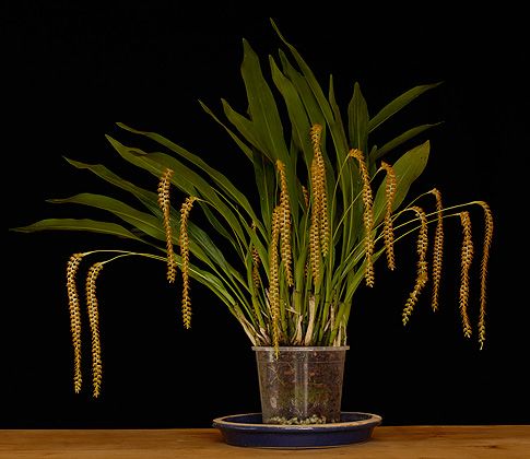 Image of Shiva's Trident orchidea eszencia