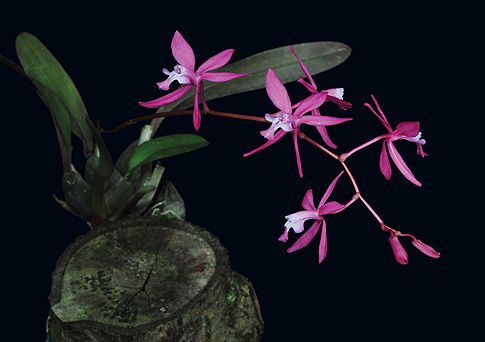 Image of Source of Life orchidea eszencia