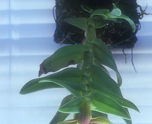 Image of Thoracic Alignment orchidea eszencia
