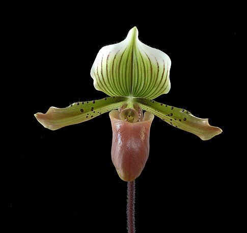 Image of Totem orchidea eszencia