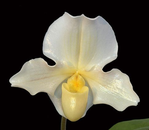 Image of Unconditional Snuggles orchidea eszencia