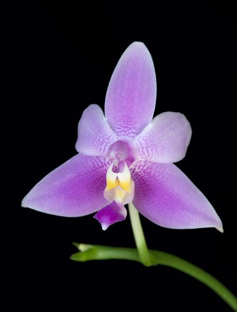 Image of Violacea Veritas orchidea eszencia
