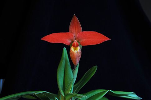 Image of Vital Core orchidea eszencia