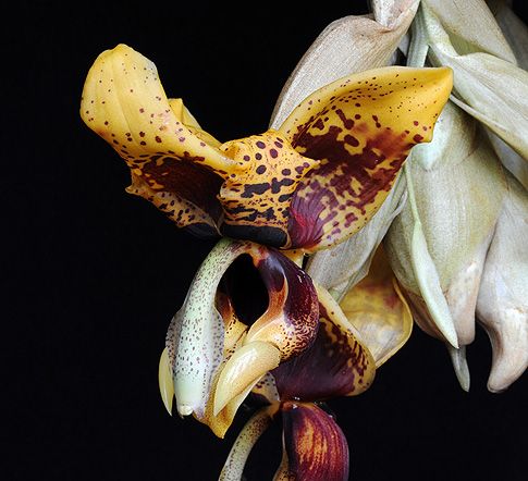 Image of Voice of Courage orchidea eszencia