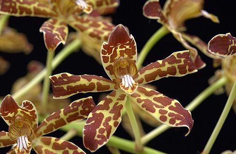 Image of Winged Gold orchidea eszencia