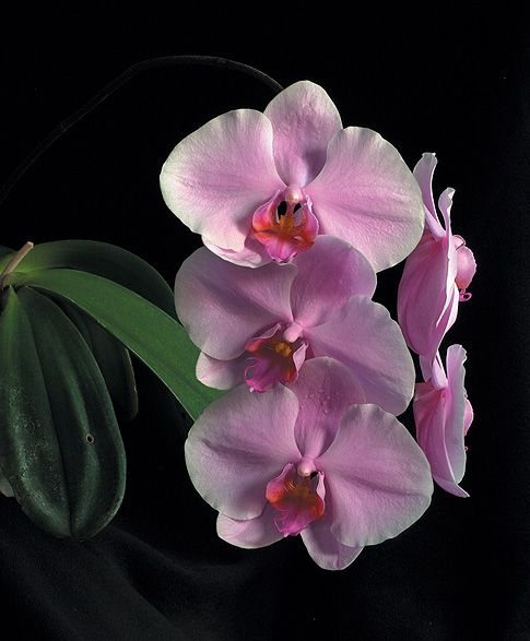 Image of The Wisdom of Compassion orchidea eszencia
