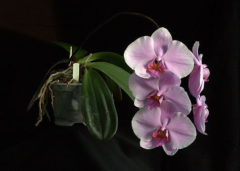 Image of The Wisdom of Compassion with Gold orchidea eszencia