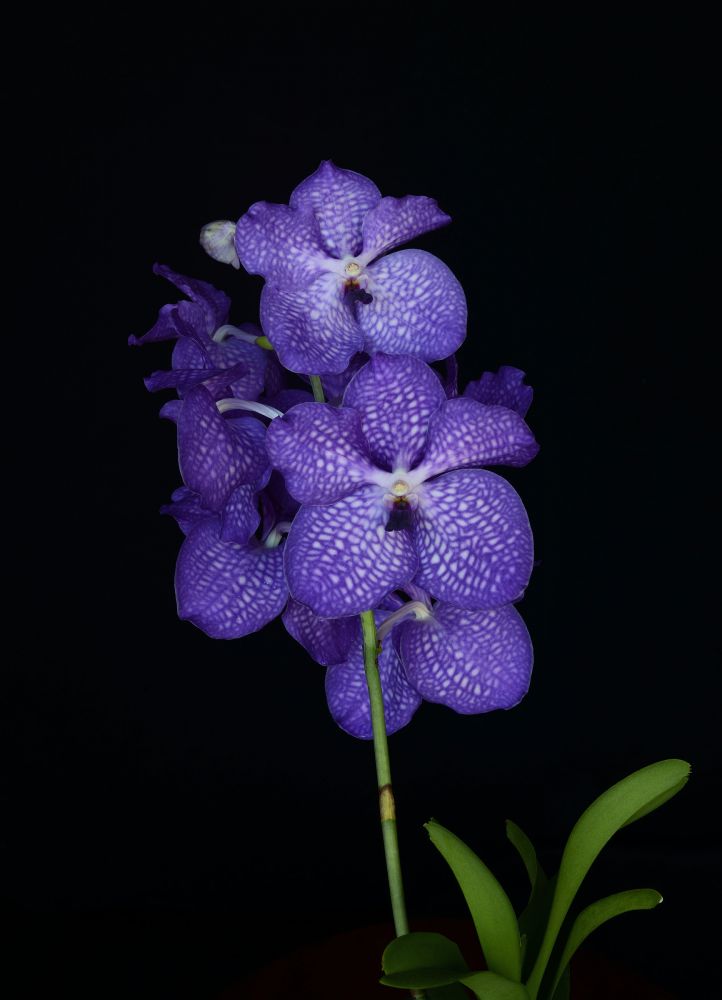 Image of Blue Angel orchidea eszencia