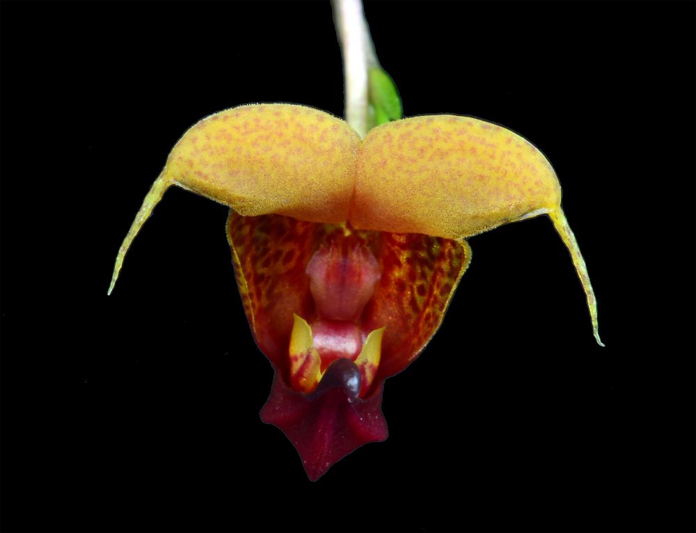 Image of Eye of the Tiger orchidea eszencia