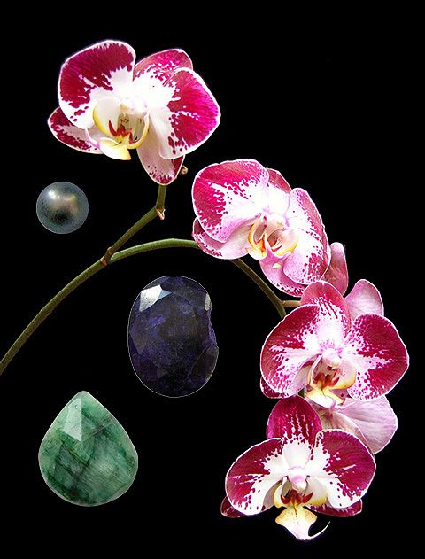 Image of Love's Gift orchidea eszencia