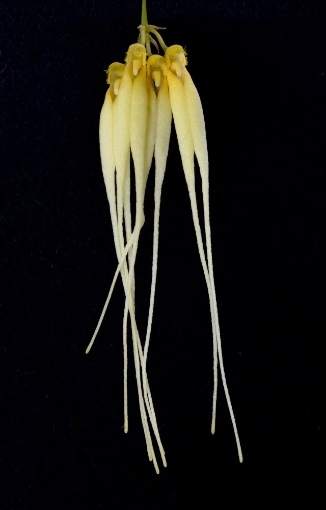 Image of Silver Ghost orchidea eszencia