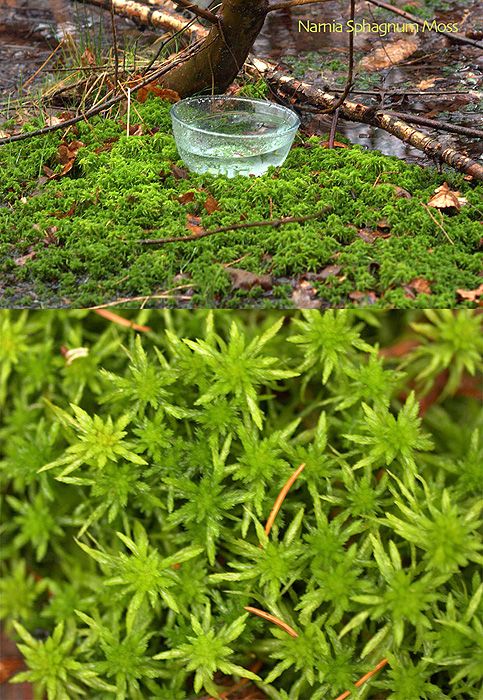 Image of Narnia Sphagnum Moha LTOE eszencia