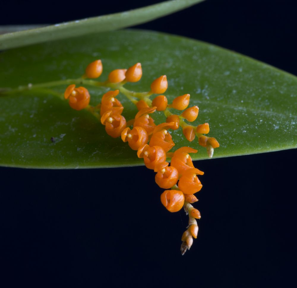 Image of Seeds from Time orchidea eszencia