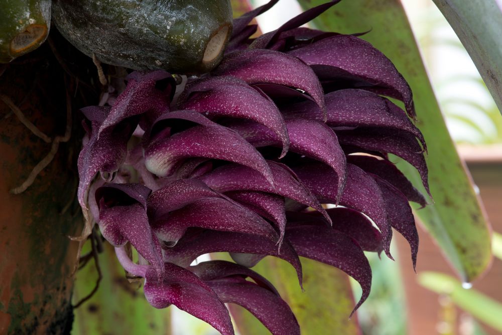 Image of Shadow Descent orchidea eszencia