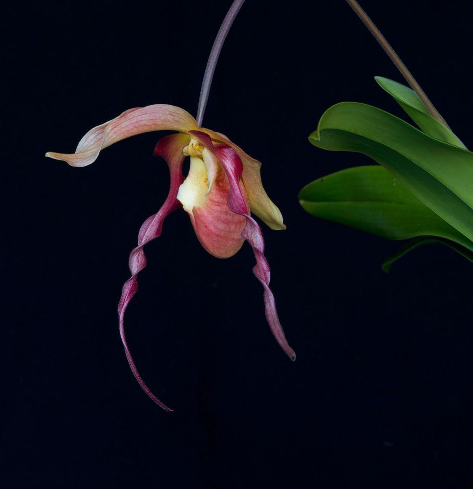 Image of Dragon Fire orchidea eszencia