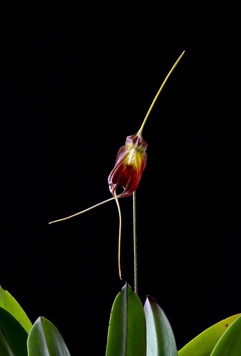 Image of Soul Dancer orchidea eszencia
