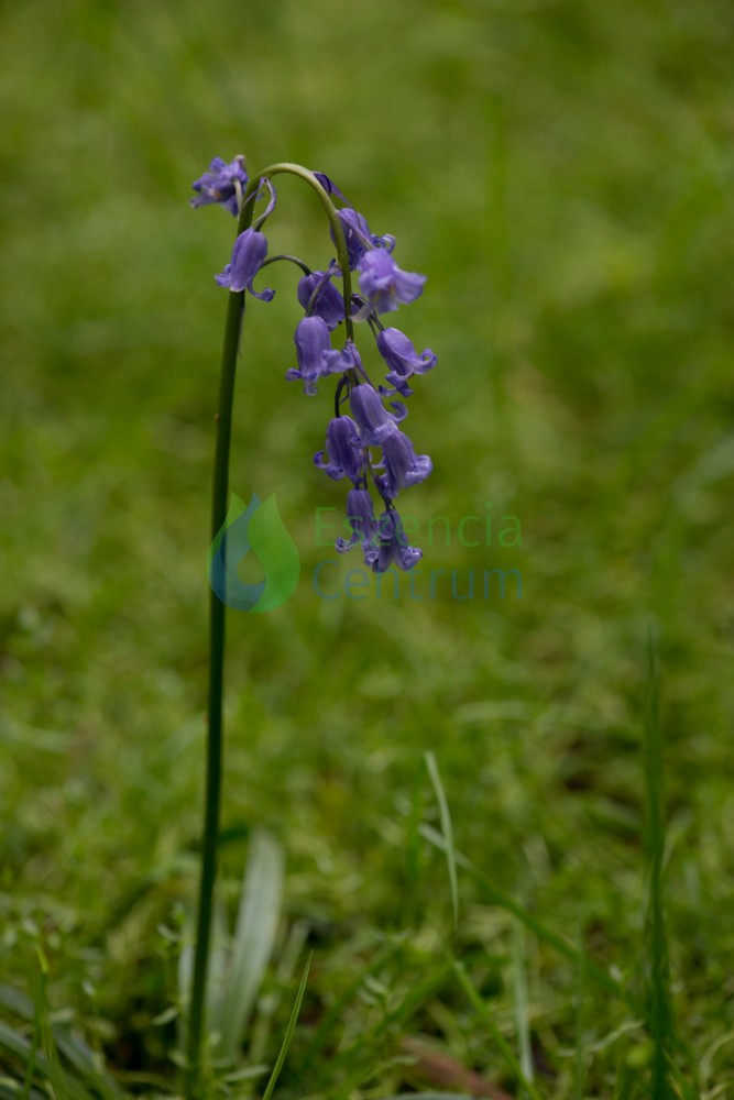 Image of Bluebell orchidea eszencia