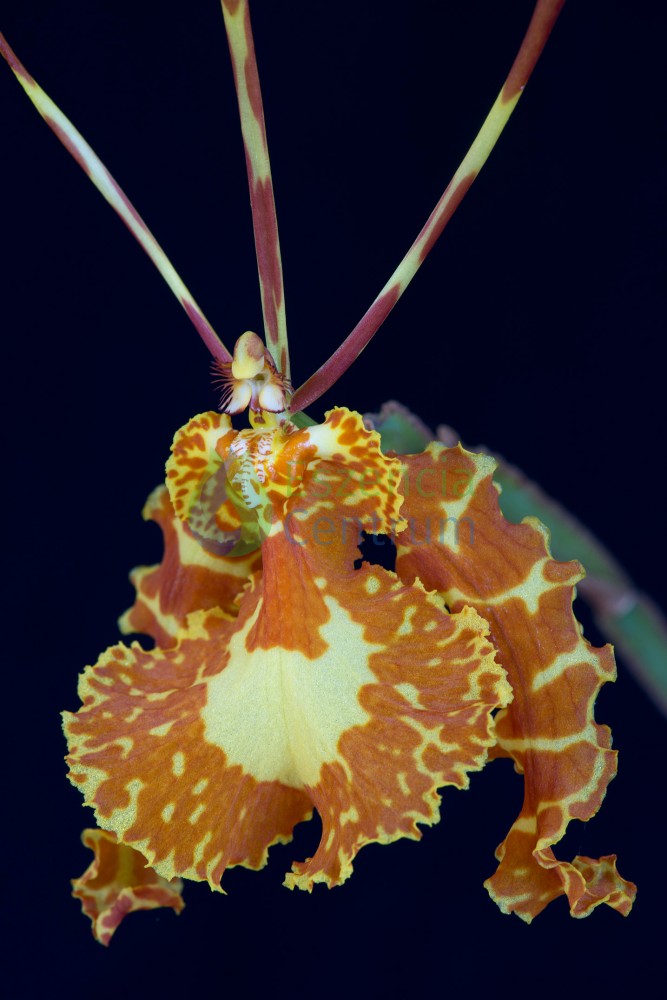 Image of Dragon Mask orchidea eszencia