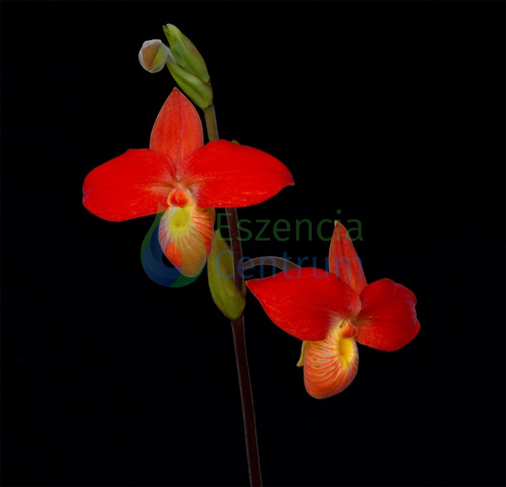 Image of Higher Courage orchidea eszencia