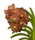 Image of Rising Flame orchidea eszencia