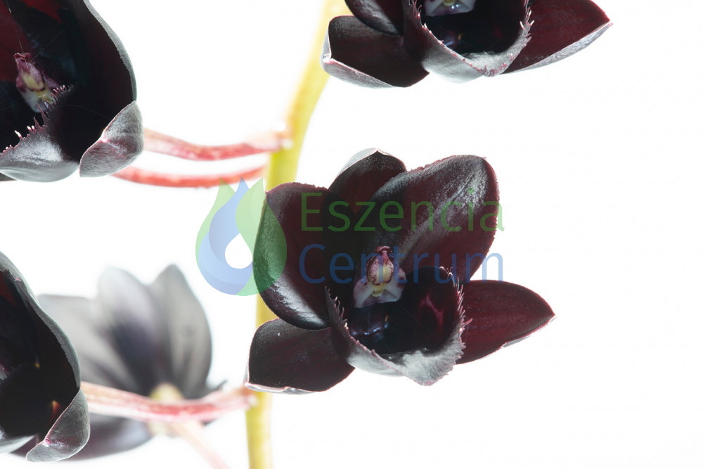 Image of Rising Against the Dark orchidea eszencia