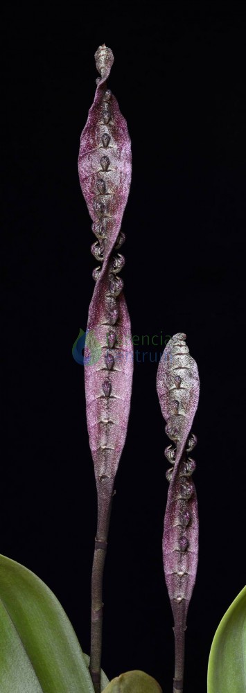 Image of Spiral of Light orchidea eszencia