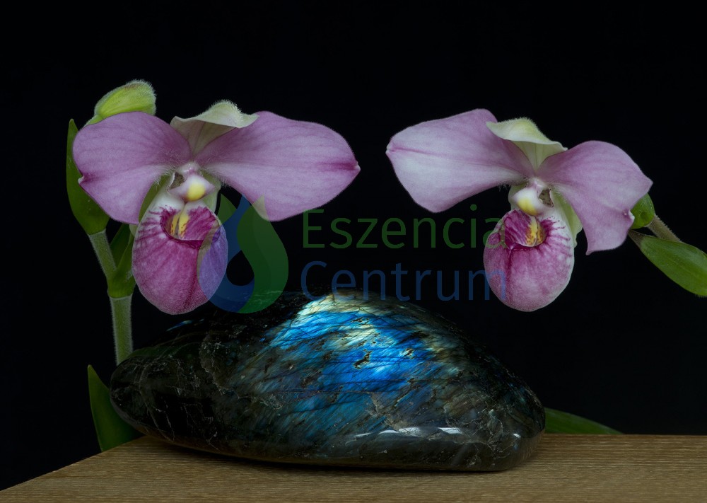 Image of Clarity of Spirit orchidea eszencia