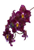 Image of Thymic Heart orchidea eszencia
