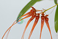 Image of Pure Innocence orchidea eszencia