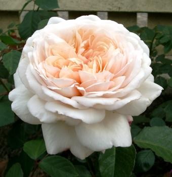 Image of Gruss an Aachen (14,2 cca. 15ml)