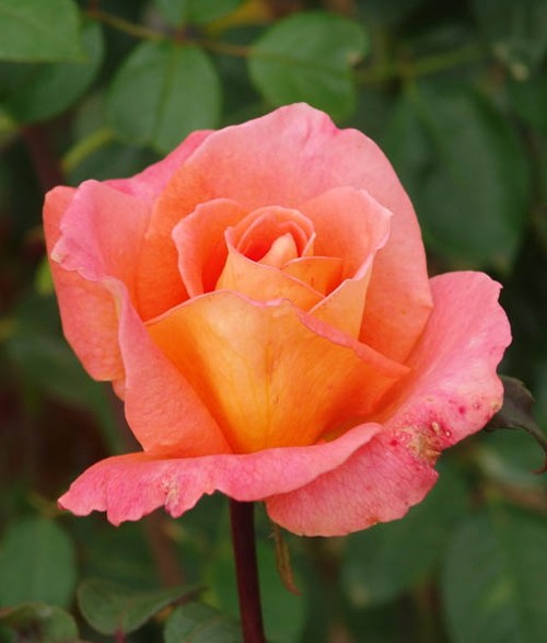 Image of Ambassador (14,2 cca. 15 ml)