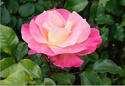 Image of Eclipse (14,2 cca. 15 ml)